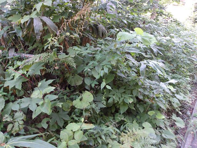 Land 6