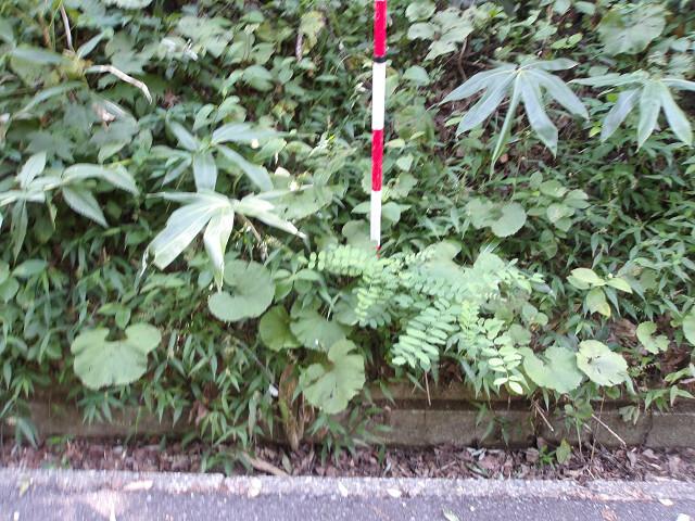 Land 4
